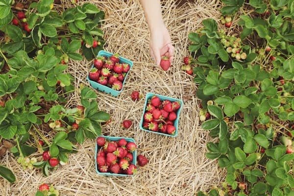 100% Organic Sourcing